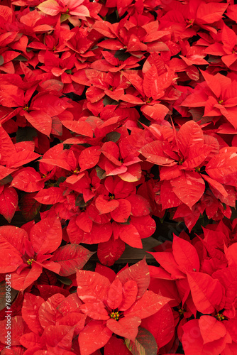 Many Red Freedom Jingle Bells Poinsettia Flower  With Star-shaped Red Leaves  Christmas Eve Flower  Flor De Nochebuena. Tropical Shrub. Horizontal Plane  Closeup. National Poinsettia Day Celebration.
