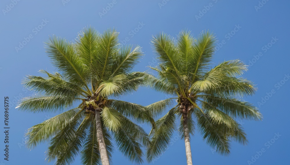 Coconut tree with blue sky and copy space