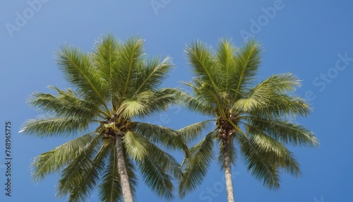 Coconut tree with blue sky and copy space