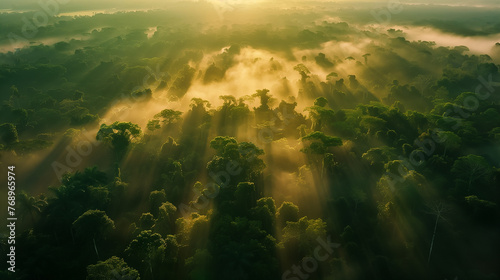 Sunrise illuminating a misty tropical forest.