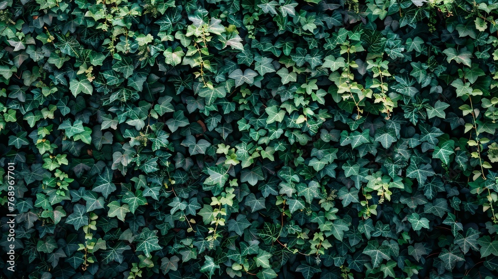 Close up of green hedge plant texture with small leaves in garden setting for eco friendly concept Close up of green hedge plant texture with small leaves in garden setting for eco friendly concept