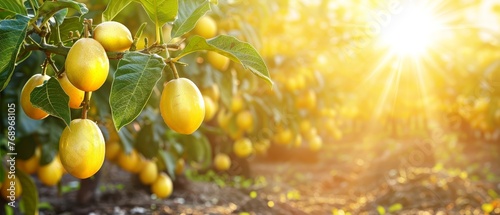   Lemons dangling from a tree under the shining sun, with fruit remaining intact © Jevjenijs