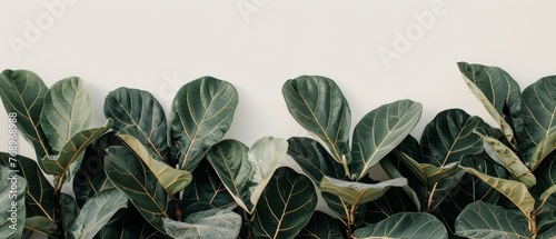   A white wall serves as the background for a close-up of a green leafy plant photo