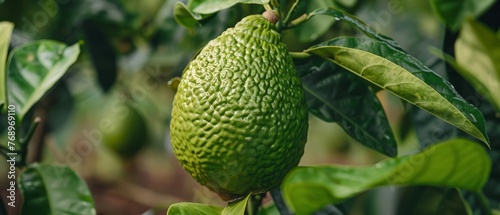   A detailed view of a lush green fruit hanging from a tree surrounded by vibrant leaves and a hazy image of another fruit in the foreground
