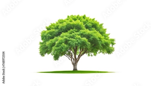 Green Tree Isolated on White background