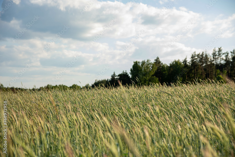 field of wheat field of wheat