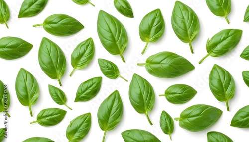 leaf fresh basil isolated on white background ,Green leaves pattern