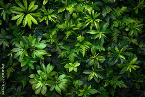 Lush Green Forest Floor with Diverse Foliage.