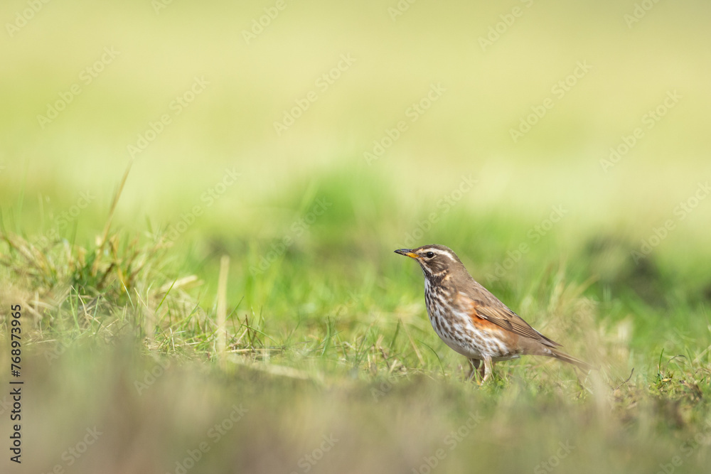 Fototapeta premium Bird - Redwing Turdus iliacus on the spring green meadow amazing warm light sunset sundown