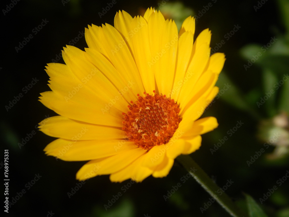 Obraz premium A Symphony of Petals: Close-Up Floral Collection
