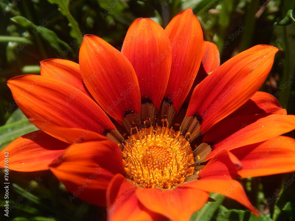 A Symphony of Petals: Close-Up Floral Collection A Symphony of Petals: Close-Up Floral Collection