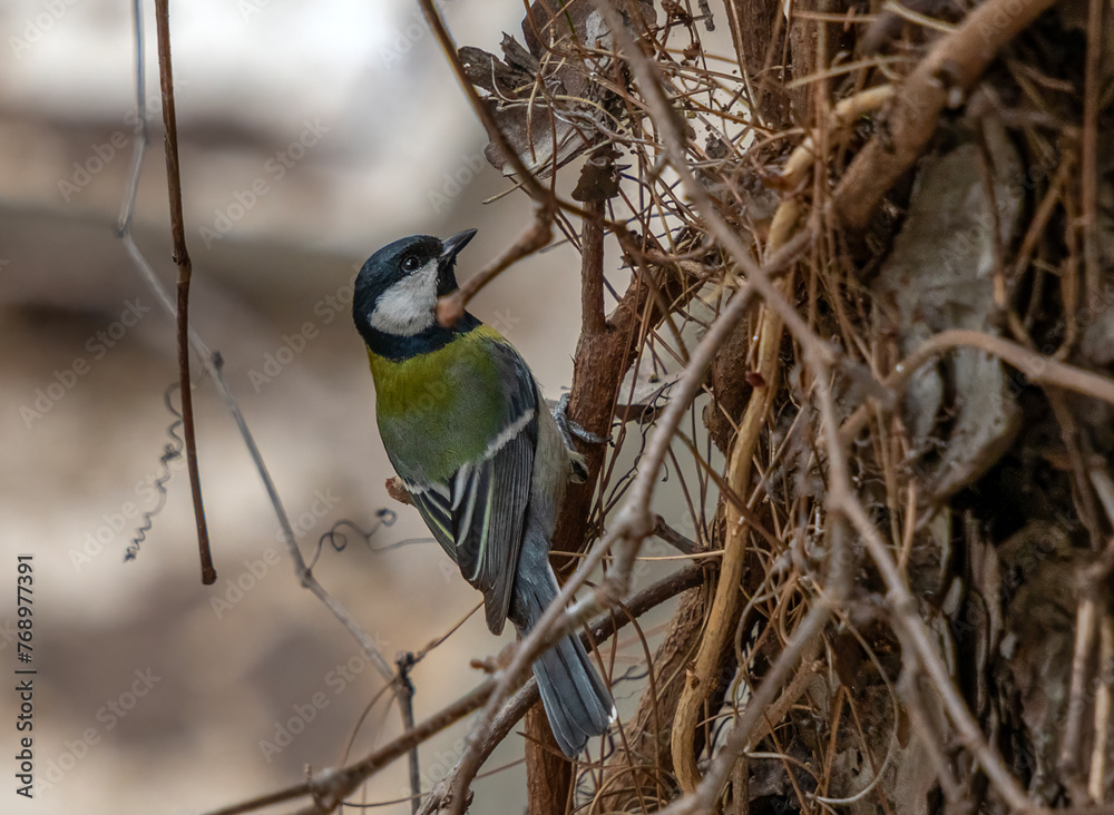Fototapeta premium Tit bird perched on tree trunk