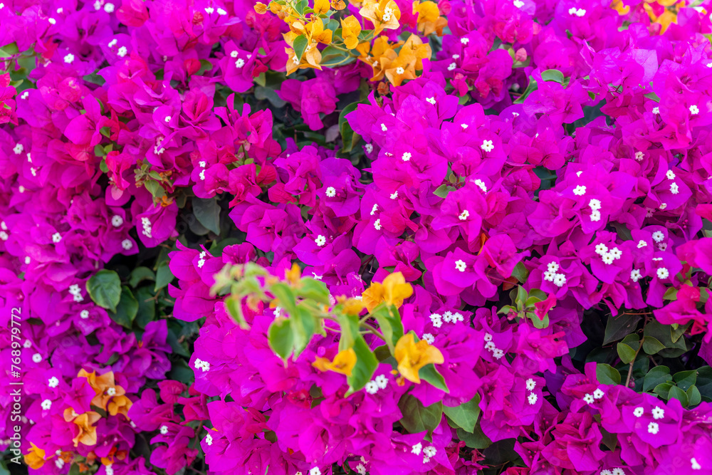 Pink bougainvillea flowers wall for background.