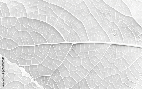 white leaf texture, leaf background with veins and cells background illustration. generative ai
