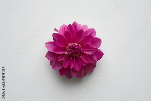A single, perfectly centered flower against a stark white background, leaving ample negative space for contemplation