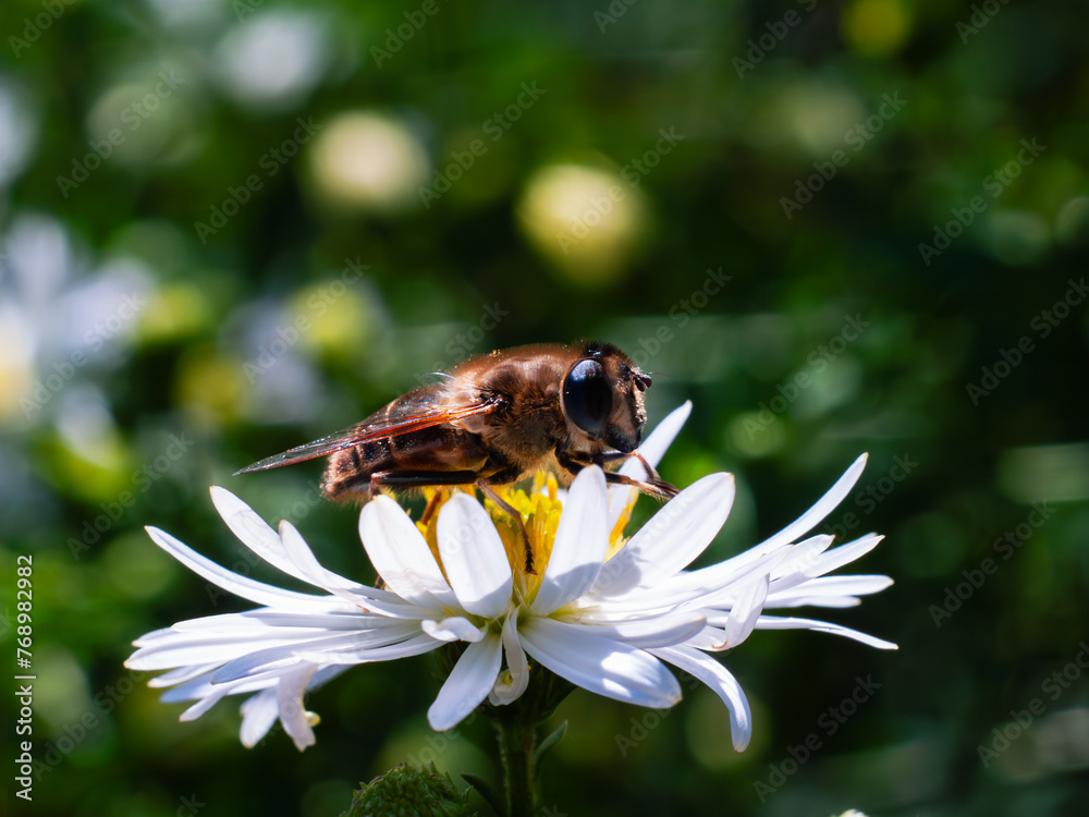Bee on a daisy flower in the garden. Shallow depth of field. Bee on a daisy flower in the garden. Shallow depth of field.
