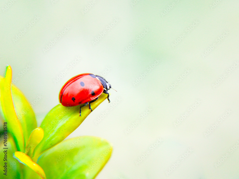 ladybug on green leaf ladybug on green leaf