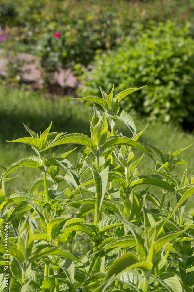Green grass and leaves of Monarda fistulosa plant. Summer floral background. Green grass and leaves of Monarda fistulosa plant. Summer floral background.