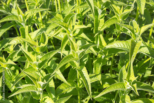Green grass and leaves of Monarda fistulosa plant. Summer floral background. photo