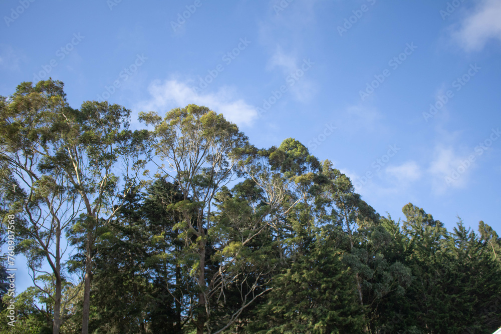 green trees and blue sky with some clouds