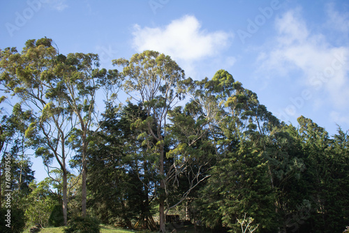trees in the mountains, blue sky 
