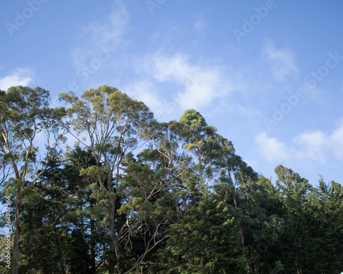 sky and trees