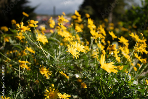 yellow dandelions in the grass