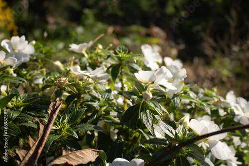 snowdrop flowers in the forest