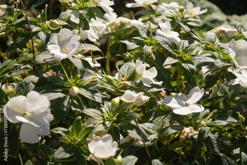 white flowers in the garden