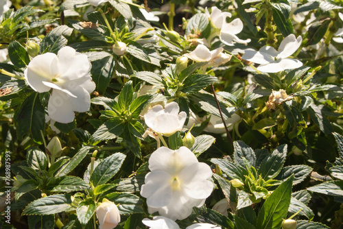 white flowers