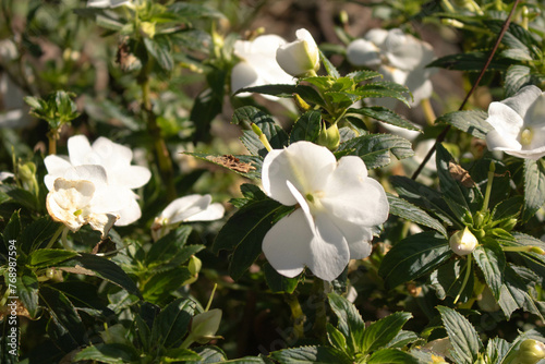 white flowers in the garden or forest