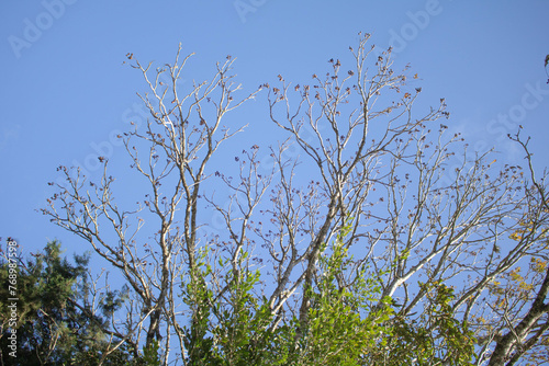 branches against blue sky