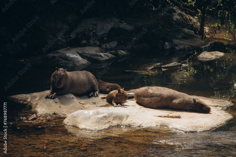 Family of capybaras sunbathing on the rock Family of capybaras sunbathing on the rock
