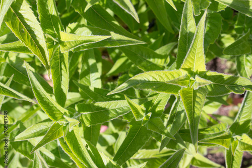 Green grass and leaves of Monarda fistulosa plant. Summer floral background. photo
