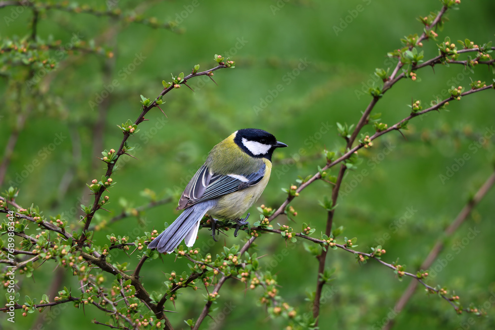 Obraz premium Great tit (Parus Major), a small yellow feathered animal resting on a tiny twig of a bush