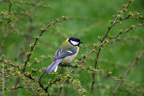 Great tit (Parus Major), a small yellow feathered animal resting on a tiny twig of a bush