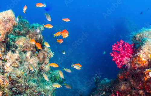 Underwater coral reef and fishes