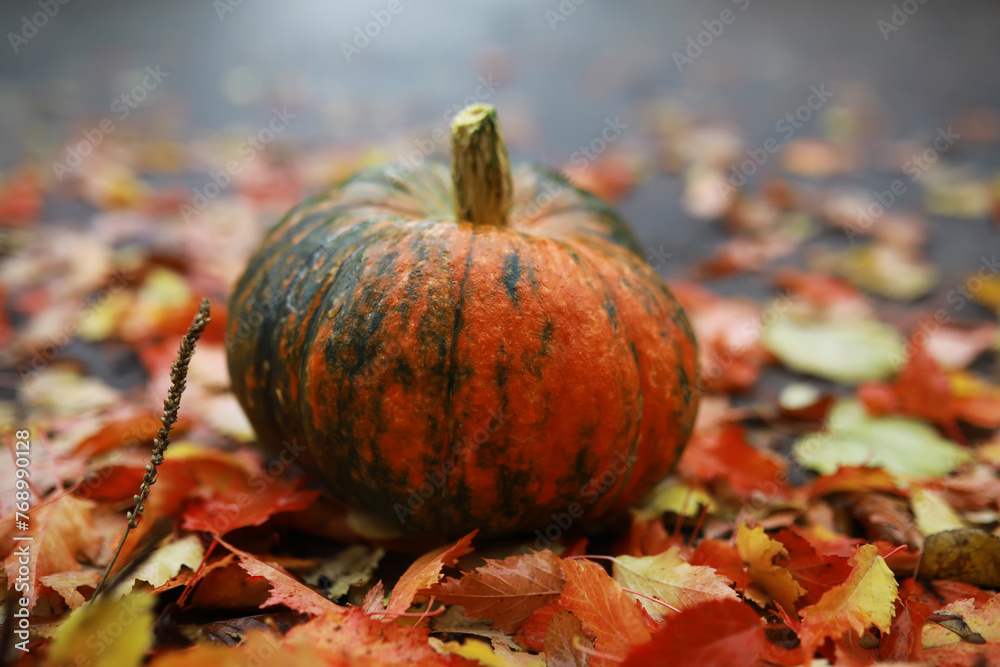 A rustic autumn still life with pumpkins and golden leaves on a wooden surface. Bright sunlight coming in from behind. A rustic autumn still life with pumpkins and golden leaves on a wooden surface. Bright sunlight coming in from behind.