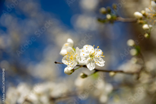 blossom in spring