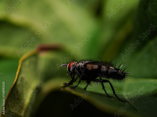 Macro shot of a fly on a green leaf in nature. © Jaroslava