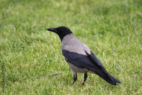 crow bird standing on ground 