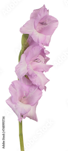 gladioli flower