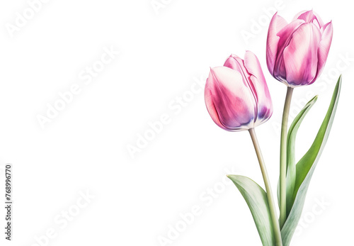 Pink tulips on a white background with copy space © LeonPhoto