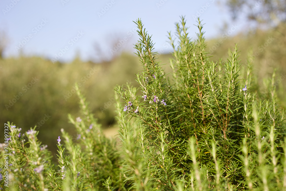 Tuscan Blue Rosemary blossoming in a garden. Tuscan Blue Rosemary blossoming in a garden.