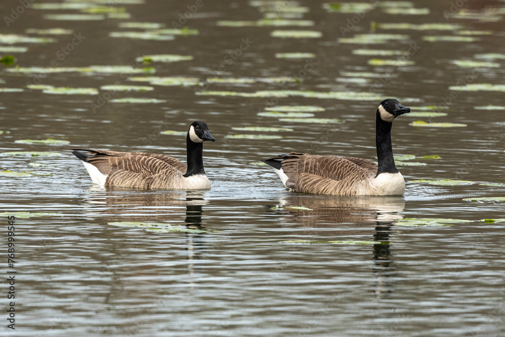 Bernache du Canada,.Branta canadensis, Canada Goose Bernache du Canada,.Branta canadensis, Canada Goose