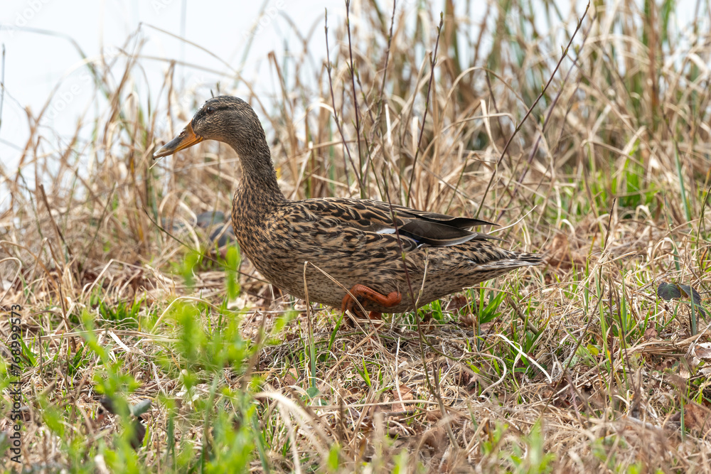 Canard colvert, femelle,. Anas platyrhynchos, Mallard Canard colvert, femelle,. Anas platyrhynchos, Mallard