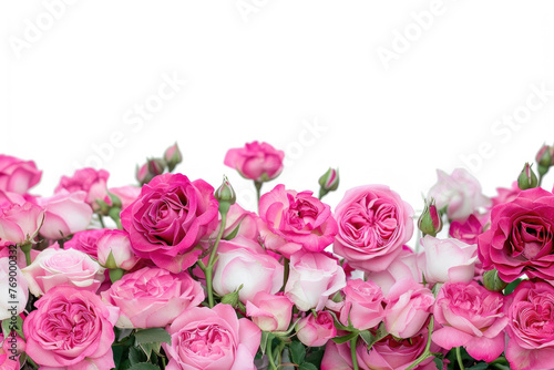 Assorted pink rose flowers border on a white background © Veniamin Kraskov