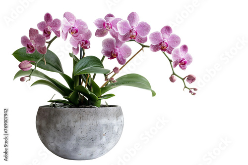 Orchid Plant in a modern Pot Isolated on Transparent Background