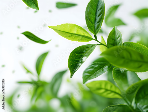 Fresh Green Basil Leaves Scattered on White Background