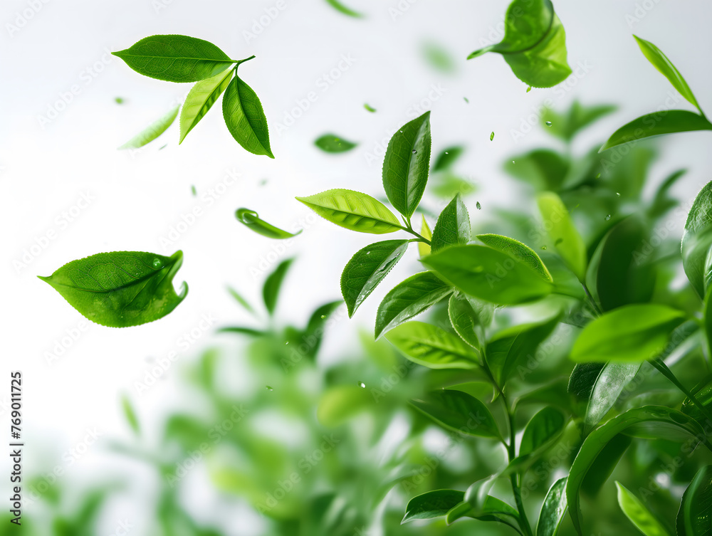 Fresh Green Leaves Tossed in the Air with Vibrant Nature Background Fresh Green Leaves Tossed in the Air with Vibrant Nature Background